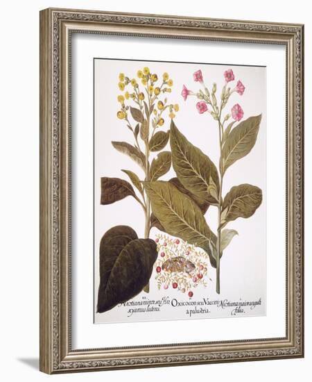 Tobacco Rustica, 1613-Besler Basilius-Framed Giclee Print