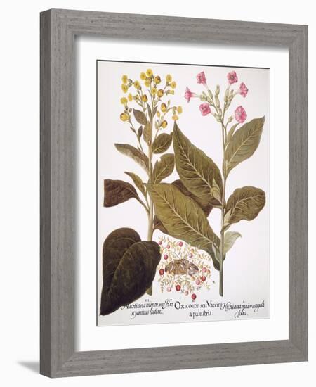 Tobacco Rustica, 1613-Besler Basilius-Framed Giclee Print