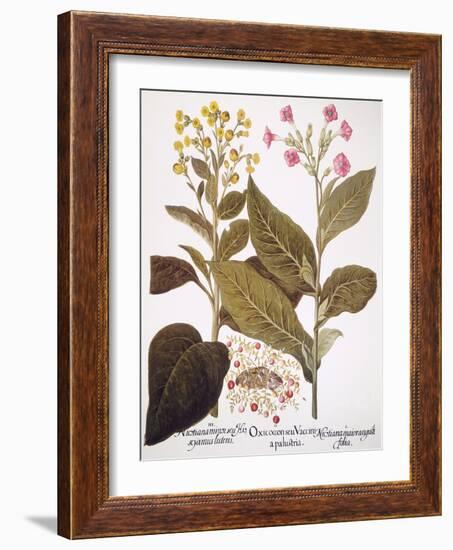 Tobacco Rustica, 1613-Besler Basilius-Framed Giclee Print