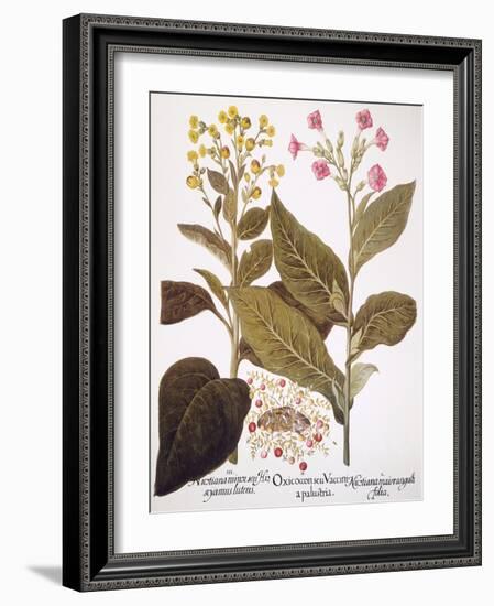 Tobacco Rustica, 1613-Besler Basilius-Framed Giclee Print