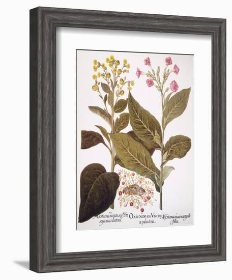 Tobacco Rustica, 1613-Besler Basilius-Framed Giclee Print