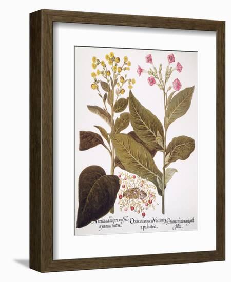 Tobacco Rustica, 1613-Besler Basilius-Framed Giclee Print