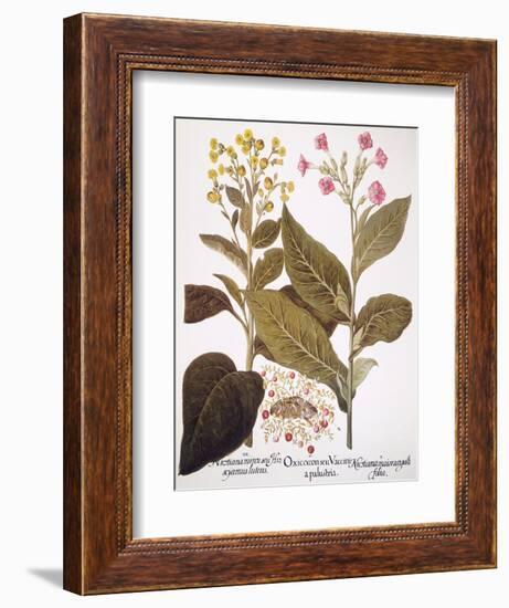 Tobacco Rustica, 1613-Besler Basilius-Framed Giclee Print