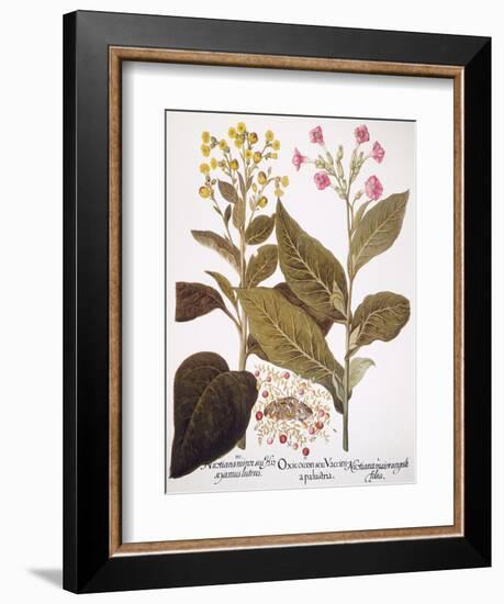 Tobacco Rustica, 1613-Besler Basilius-Framed Giclee Print