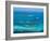 Tobago Cays and Mayreau Island, St. Vincent and the Grenadines, Windward Islands-Michael DeFreitas-Framed Photographic Print