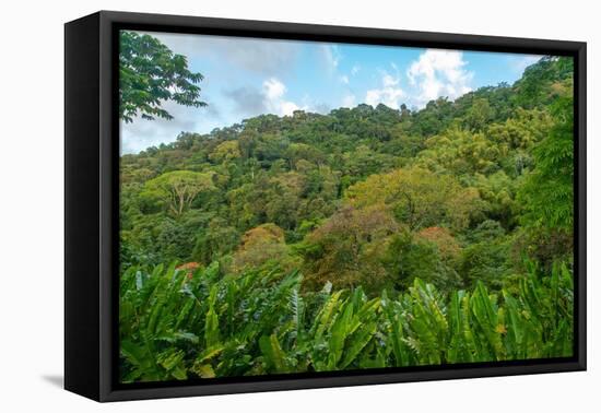 Tobago, Main Ridge Reserve. Jungle landscape on island.-Jaynes Gallery-Framed Premier Image Canvas