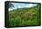 Tobago, Main Ridge Reserve. Jungle landscape on island.-Jaynes Gallery-Framed Premier Image Canvas