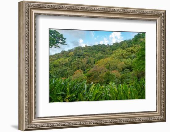 Tobago, Main Ridge Reserve. Jungle landscape on island.-Jaynes Gallery-Framed Photographic Print