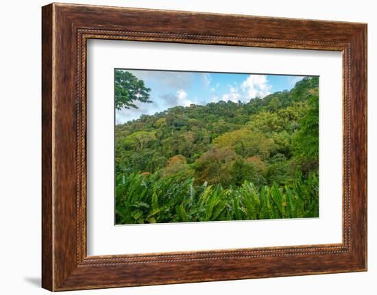 Tobago, Main Ridge Reserve. Jungle landscape on island.-Jaynes Gallery-Framed Photographic Print