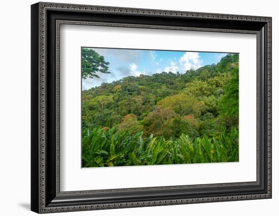 Tobago, Main Ridge Reserve. Jungle landscape on island.-Jaynes Gallery-Framed Photographic Print