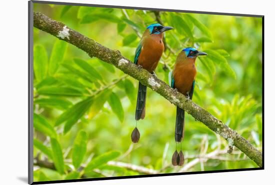 Tobago, Main Ridge Reserve. Pair of motmot birds on limb.-Jaynes Gallery-Mounted Photographic Print