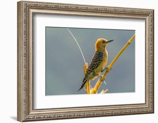 Tobago. Red-crowned woodpecker on limb.-Jaynes Gallery-Framed Photographic Print