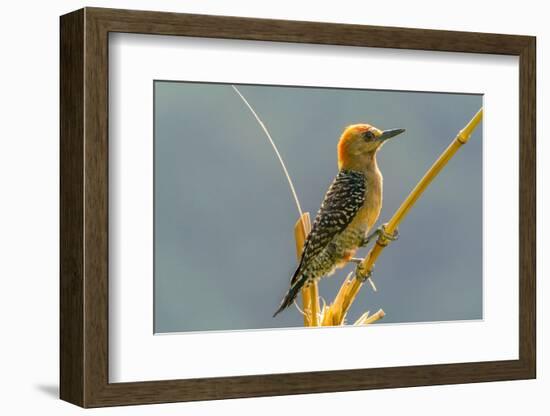 Tobago. Red-crowned woodpecker on limb.-Jaynes Gallery-Framed Photographic Print