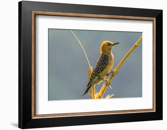 Tobago. Red-crowned woodpecker on limb.-Jaynes Gallery-Framed Photographic Print