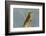 Tobago. Red-crowned woodpecker on limb.-Jaynes Gallery-Framed Photographic Print