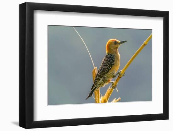 Tobago. Red-crowned woodpecker on limb.-Jaynes Gallery-Framed Photographic Print