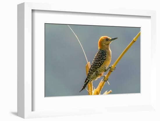 Tobago. Red-crowned woodpecker on limb.-Jaynes Gallery-Framed Photographic Print