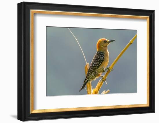 Tobago. Red-crowned woodpecker on limb.-Jaynes Gallery-Framed Photographic Print