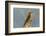 Tobago. Red-crowned woodpecker on limb.-Jaynes Gallery-Framed Photographic Print