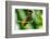 Tobago. Ruby topaz hummingbird on limb.-Jaynes Gallery-Framed Photographic Print