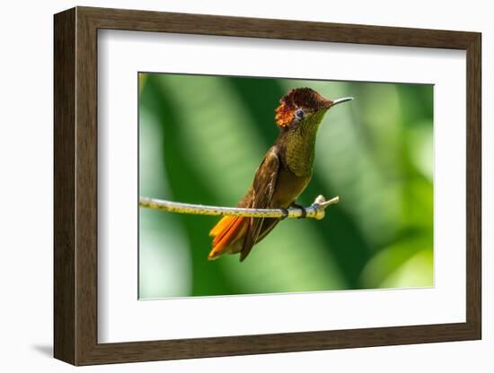 Tobago. Ruby topaz hummingbird on limb.-Jaynes Gallery-Framed Photographic Print