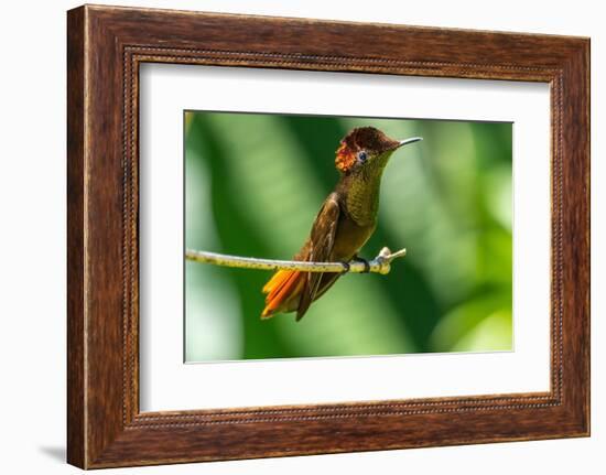Tobago. Ruby topaz hummingbird on limb.-Jaynes Gallery-Framed Photographic Print