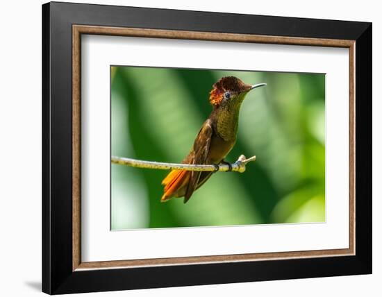 Tobago. Ruby topaz hummingbird on limb.-Jaynes Gallery-Framed Photographic Print