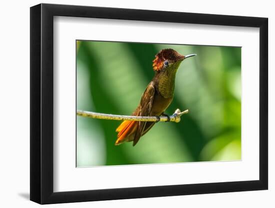 Tobago. Ruby topaz hummingbird on limb.-Jaynes Gallery-Framed Photographic Print