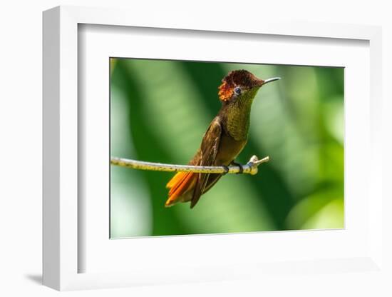 Tobago. Ruby topaz hummingbird on limb.-Jaynes Gallery-Framed Photographic Print