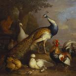 A Peacock, a Peahen and Poultry in a Landscape-Tobias Stranover-Giclee Print