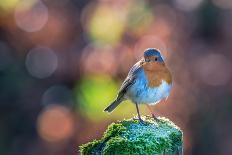 Robin Standing on an Ice Covered Mossy Post with Bright Circular Bokeh-Toby Gibson-Photographic Print