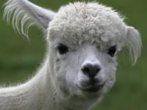 B.C., a 3-Year-Old Alpaca, at the Nu Leafe Alpaca Farm in West Berlin, Vermont-Toby Talbot-Framed Premier Image Canvas