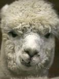 B.C., a 3-Year-Old Alpaca, at the Nu Leafe Alpaca Farm in West Berlin, Vermont-Toby Talbot-Mounted Photographic Print