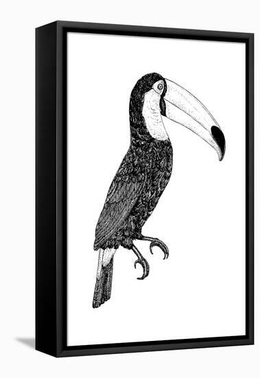 Toco black and white-Florent Bodart-Framed Premier Image Canvas