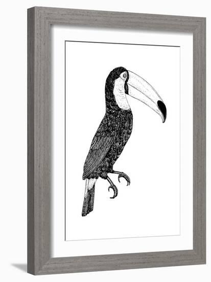 Toco black and white-Florent Bodart-Framed Giclee Print