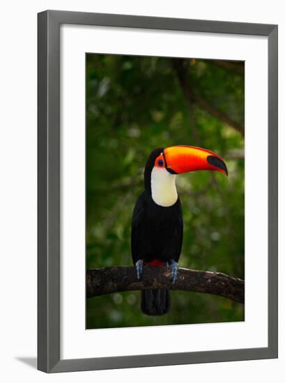 Toco Toucan, Big Bird with Orange Bill, in the Nature Habitat, Pantanal, Brazil. Orange Beak Toucan-Ondrej Prosicky-Framed Photographic Print