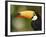 Toco Toucan, Close-Up of Beak, Brazil, South America-Pete Oxford-Framed Photographic Print