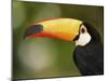 Toco Toucan, Close-Up of Beak, Brazil, South America-Pete Oxford-Mounted Photographic Print