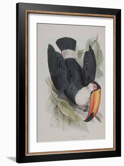 Toco Toucan, from 'A Monograph of the Ramphastidae, or Family of Toucans', by John Gould (1804-81)-Edward Lear-Framed Giclee Print