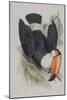 Toco Toucan, from 'A Monograph of the Ramphastidae, or Family of Toucans', by John Gould (1804-81)-Edward Lear-Mounted Giclee Print