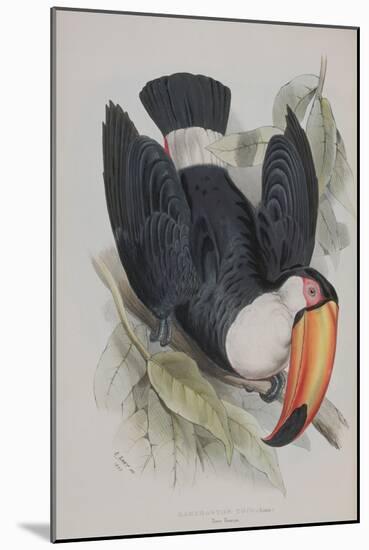 Toco Toucan, from 'A Monograph of the Ramphastidae, or Family of Toucans', by John Gould (1804-81)-Edward Lear-Mounted Giclee Print