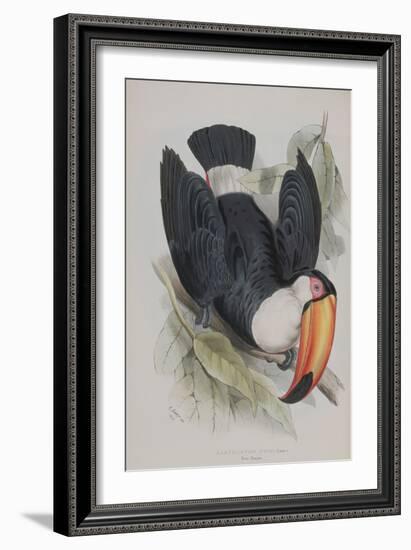Toco Toucan, from 'A Monograph of the Ramphastidae, or Family of Toucans', by John Gould (1804-81)-Edward Lear-Framed Giclee Print