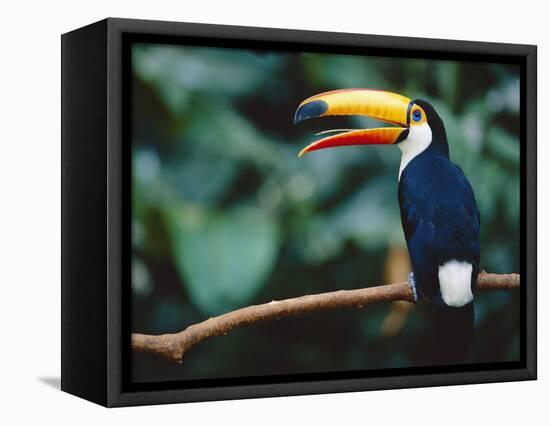 Toco Toucan in Tree, Igazu National Park, Brazil, Iguassu-Staffan Widstrand-Framed Premier Image Canvas