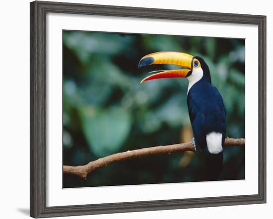 Toco Toucan in Tree, Igazu National Park, Brazil, Iguassu-Staffan Widstrand-Framed Photographic Print