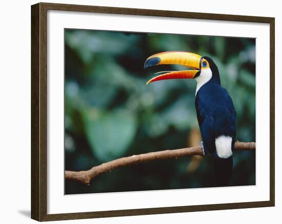 Toco Toucan in Tree, Igazu National Park, Brazil, Iguassu-Staffan Widstrand-Framed Photographic Print