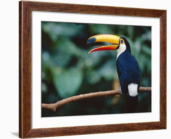 Toco Toucan in Tree, Igazu National Park, Brazil, Iguassu-Staffan Widstrand-Framed Photographic Print