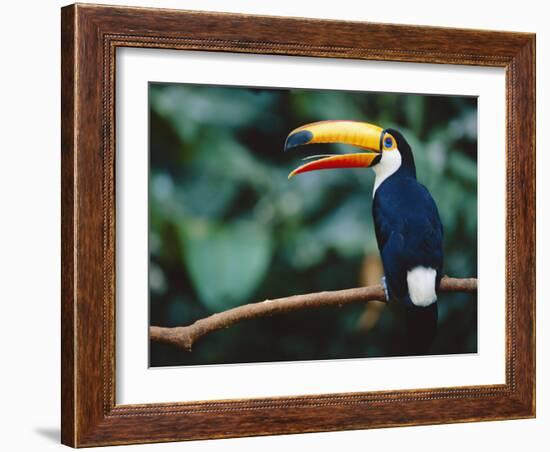 Toco Toucan in Tree, Igazu National Park, Brazil, Iguassu-Staffan Widstrand-Framed Photographic Print