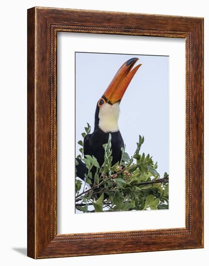 Toco Toucan (Ramphastos Toco), Feeding Within Iguazu Falls National Park, Misiones, Argentina-Michael Nolan-Framed Photographic Print