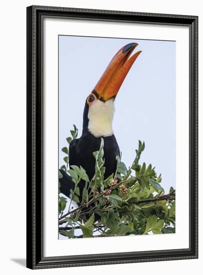 Toco Toucan (Ramphastos Toco), Feeding Within Iguazu Falls National Park, Misiones, Argentina-Michael Nolan-Framed Photographic Print