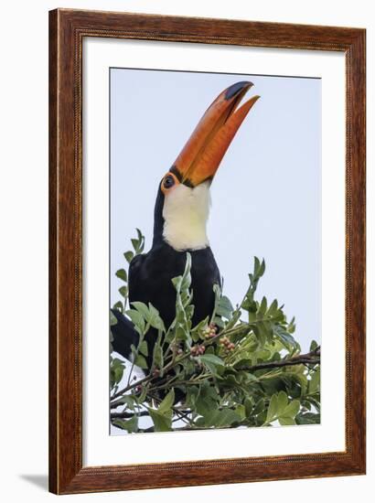 Toco Toucan (Ramphastos Toco), Feeding Within Iguazu Falls National Park, Misiones, Argentina-Michael Nolan-Framed Photographic Print